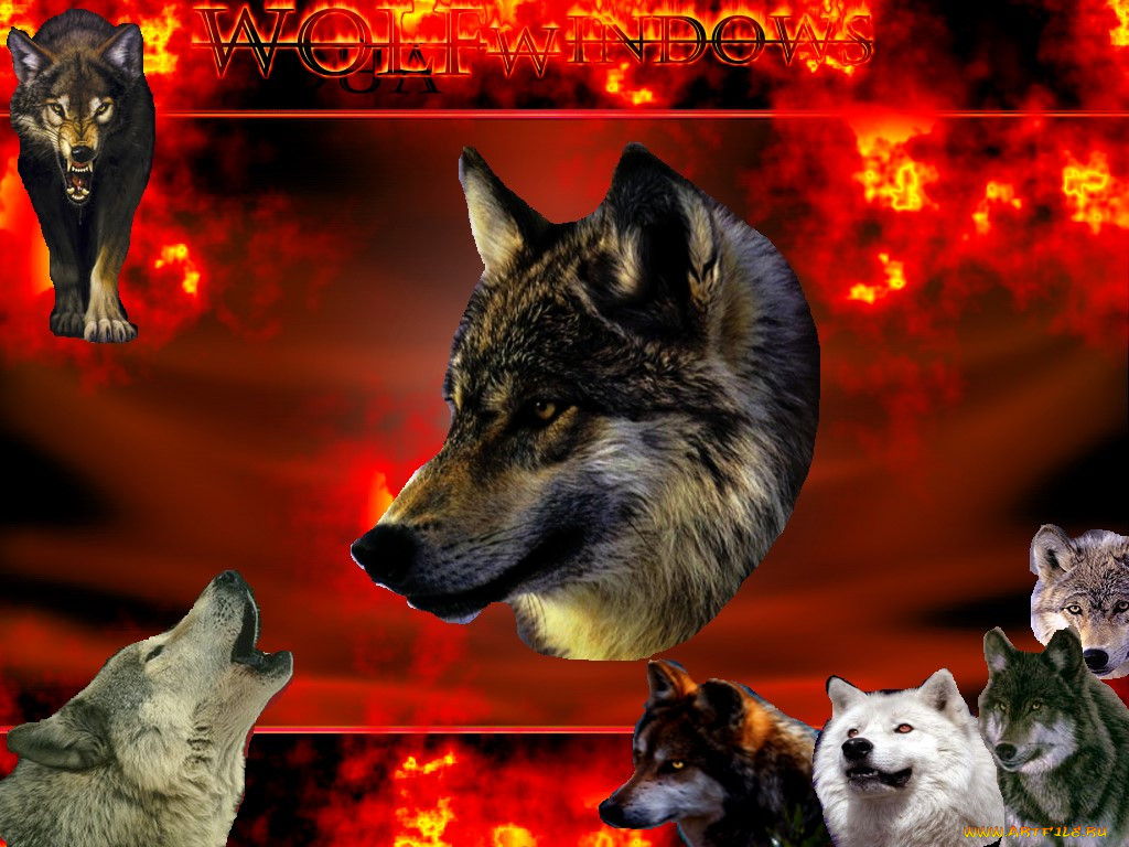 wolf, , windows, xp